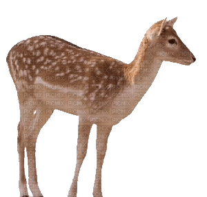 gryik